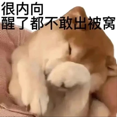 2025年最火的表情包头像图片