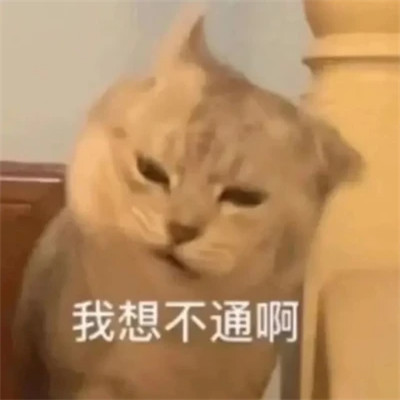 2025年最火的表情包头像图片