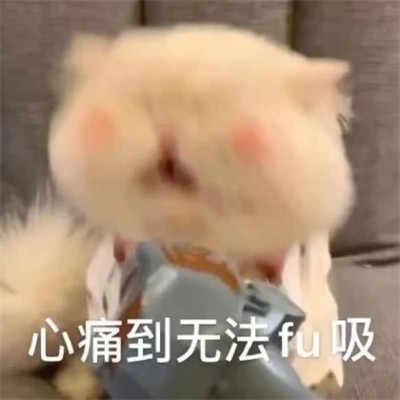 2025年最火的表情包头像图片