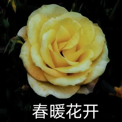 最新情侣头像2025