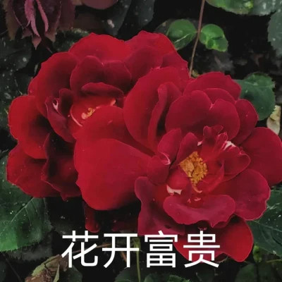 最新情侣头像2025