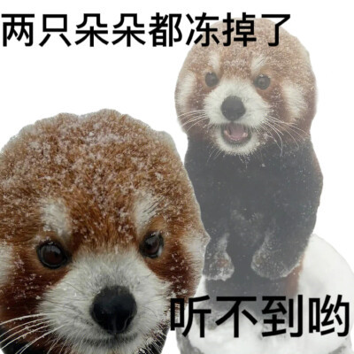可爱搞笑的沙雕表情包头像图片