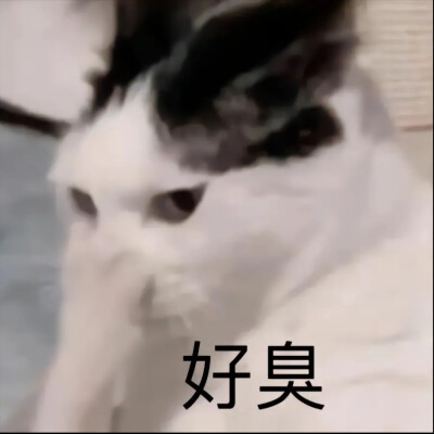 可爱搞笑的沙雕表情包头像图片