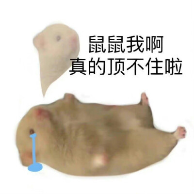 可爱搞笑的沙雕表情包头像图片