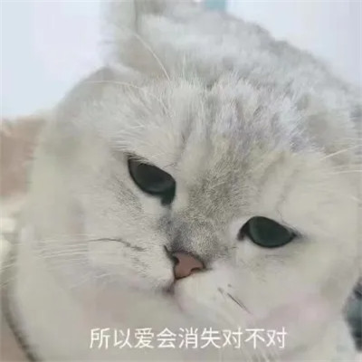 可爱搞笑的沙雕表情包头像图片