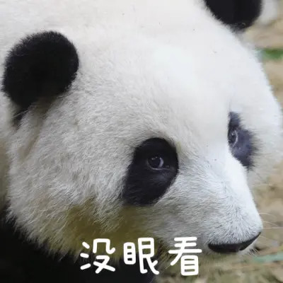 2025年最火的表情搞笑头像