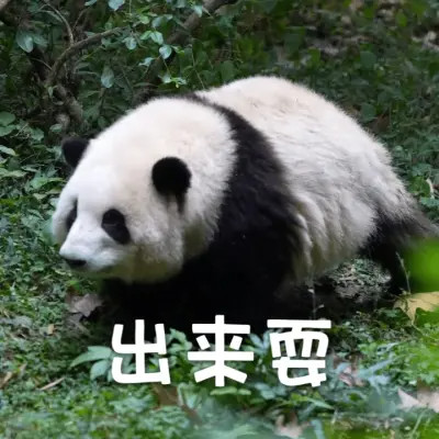 2025年最火的表情搞笑头像