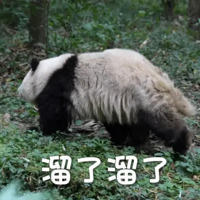 2025年最火的表情搞笑头像
