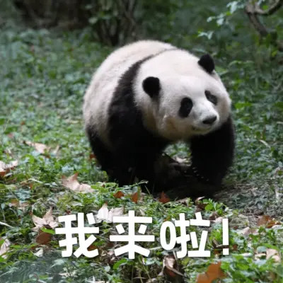 2025年最火的表情搞笑头像
