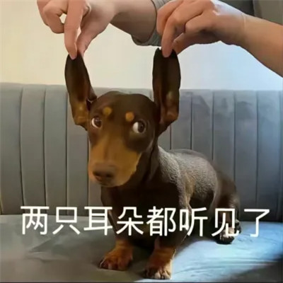 2025年最火的表情搞笑头像