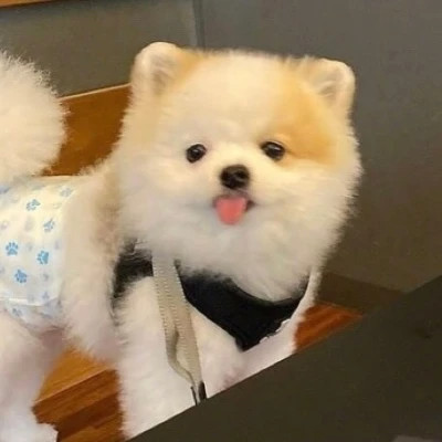 萌宠呆萌傻傻的可爱图片头像