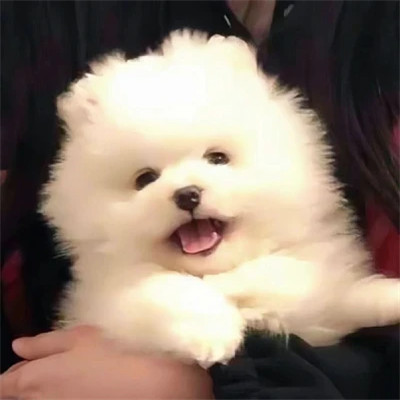 萌宠呆萌傻傻的可爱图片头像