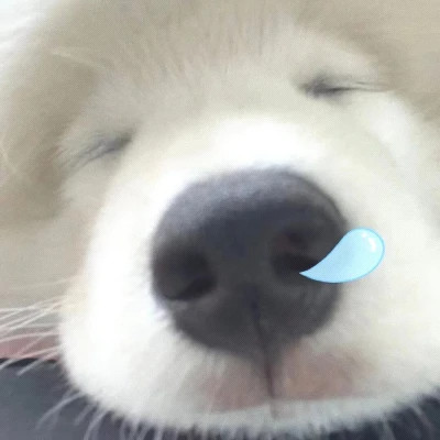 萌宠呆萌傻傻的可爱图片头像