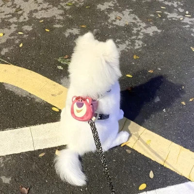 萌宠呆萌傻傻的可爱图片头像