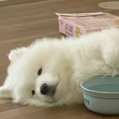 萌宠呆萌傻傻的可爱图片头像