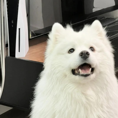 萌宠呆萌傻傻的可爱图片头像