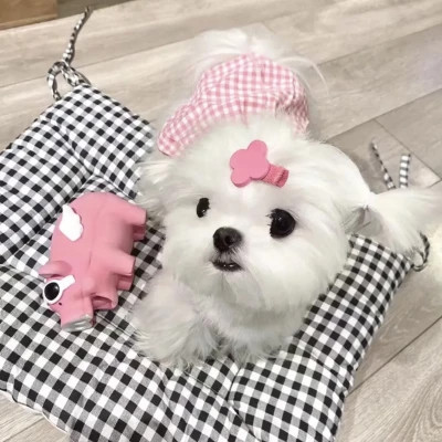 萌宠呆萌傻傻的可爱图片头像