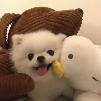 可爱到爆炸的萌宠头像图片