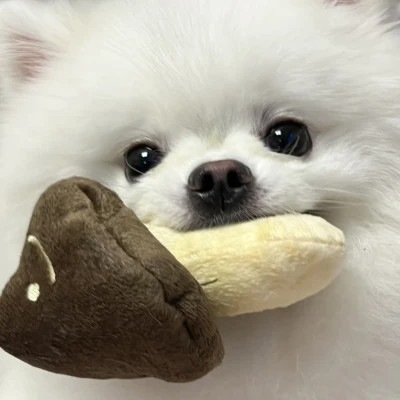 可爱到爆炸的萌宠头像图片