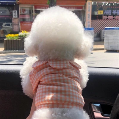 萌化你的心萌宠头像图片