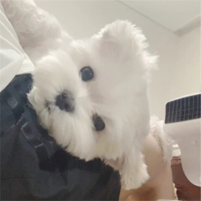 小动物图片大全可爱头像
