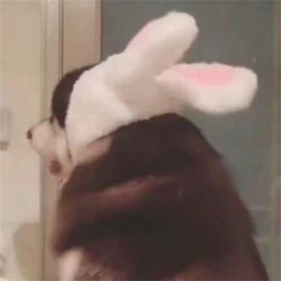 小动物图片大全可爱头像