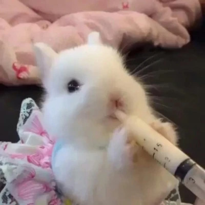 小动物图片大全可爱头像