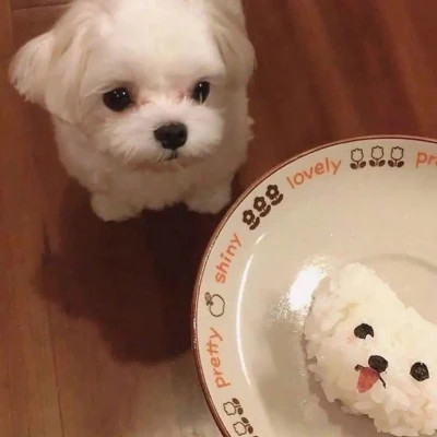 小动物图片大全可爱头像