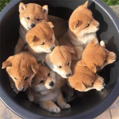 小动物图片大全可爱头像