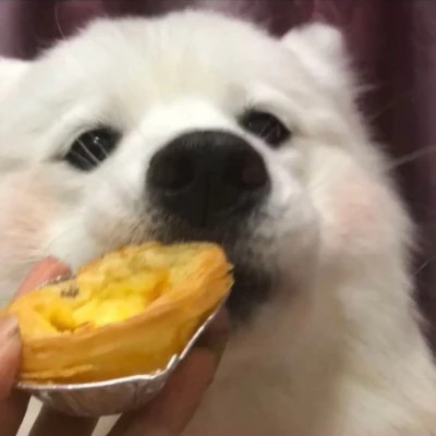 小动物图片大全可爱头像