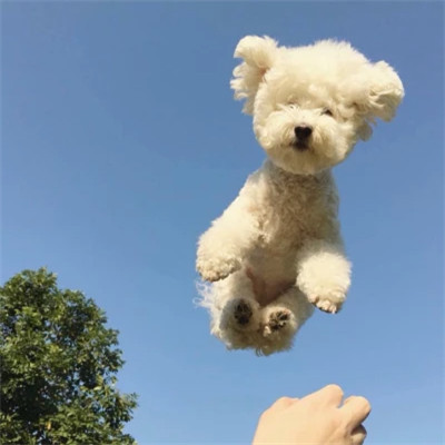 高清小动物可爱头像图片