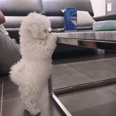 微信好看的小动物头像图片