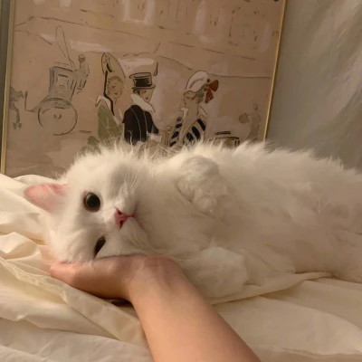 微信好看的小动物头像图片