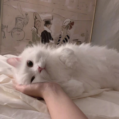 微信好看的小动物头像图片