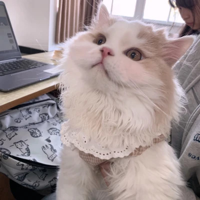 微信好看的小动物头像图片