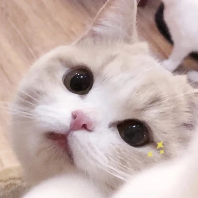 微信好看的小动物头像图片