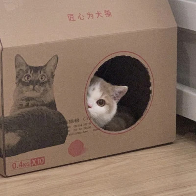 微信好看的小动物头像图片