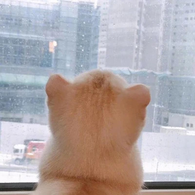 微信好看的小动物头像图片