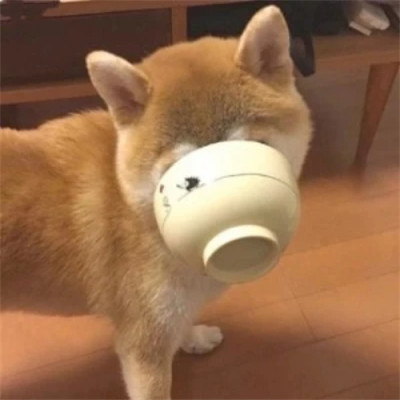 微信好看的小动物头像图片