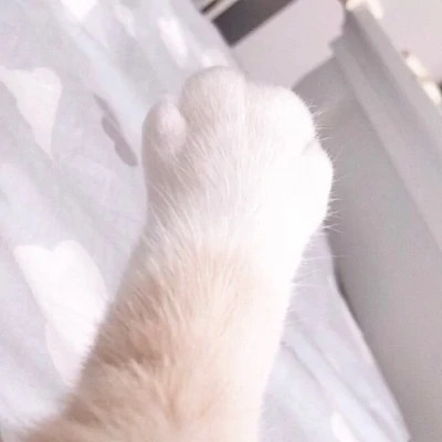 微信好看的小动物头像图片