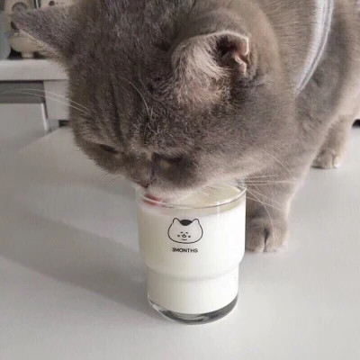 可爱动物头像萌图片高清