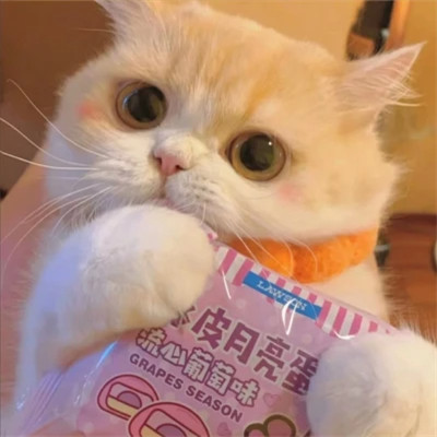 可爱动物头像图片大全2025