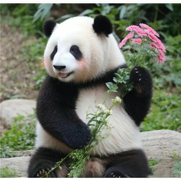 呆萌可爱的熊猫捧花头像图片