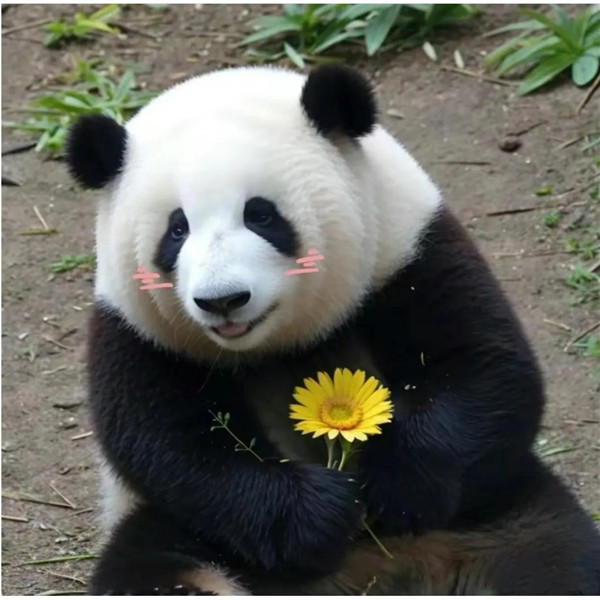 呆萌可爱的熊猫捧花头像图片