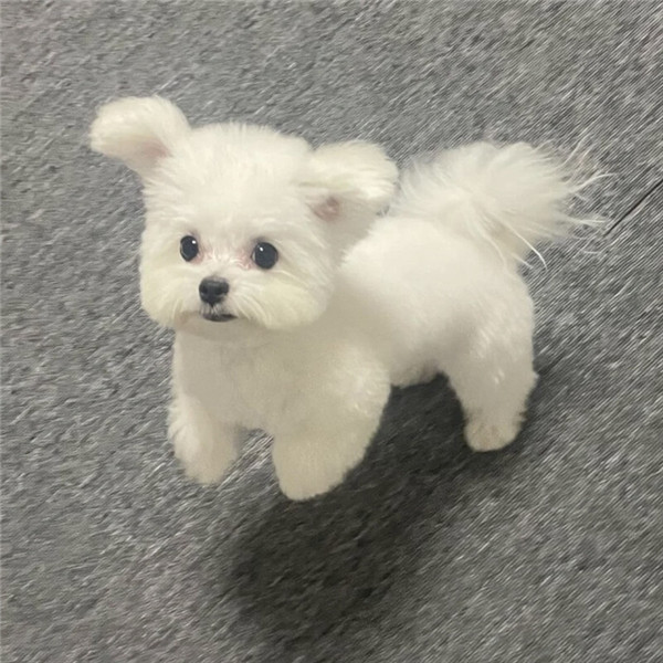 好看的头像萌宠高清图片