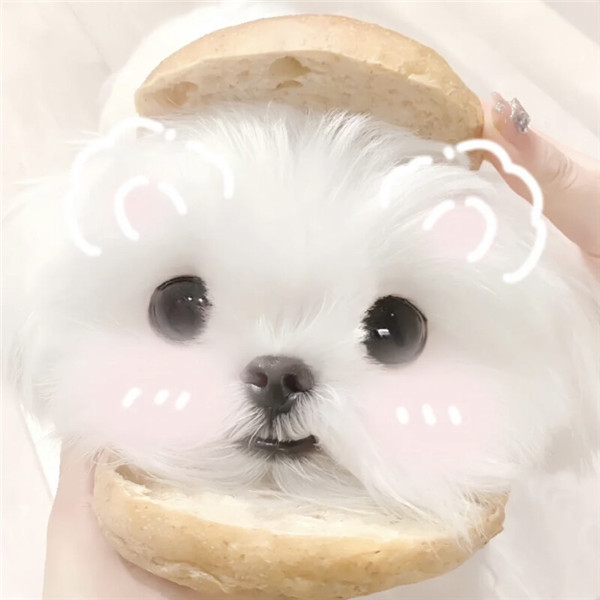 好看的头像萌宠高清图片
