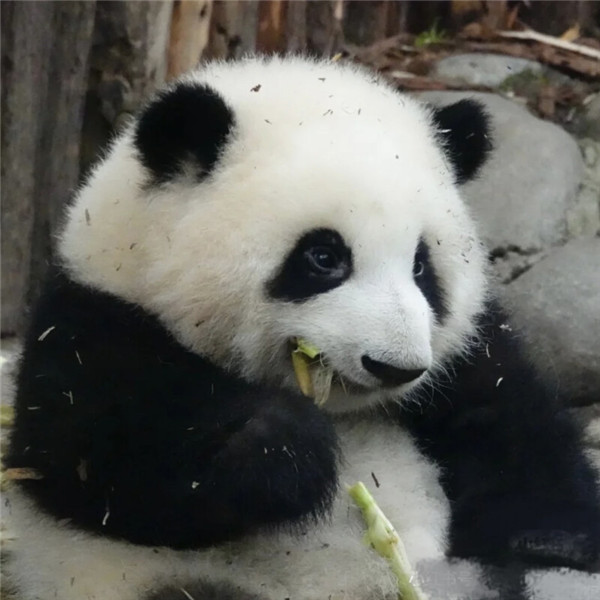 好看的头像萌宠高清图片
