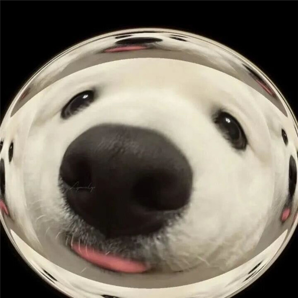 好看的头像萌宠高清图片