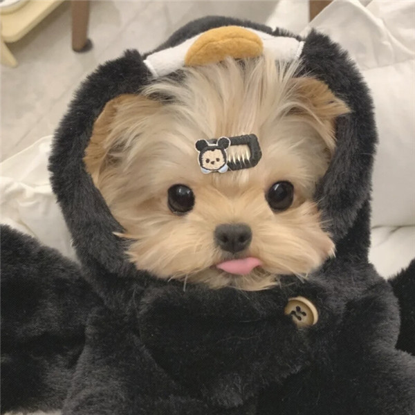 好看的头像萌宠高清图片