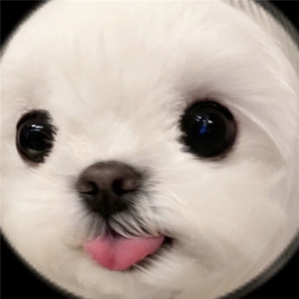 好看的头像萌宠高清图片